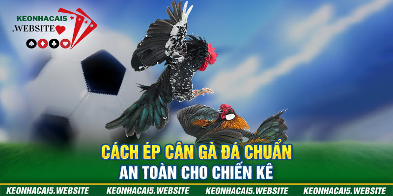 Cách ép cân gà chọi chuẩn