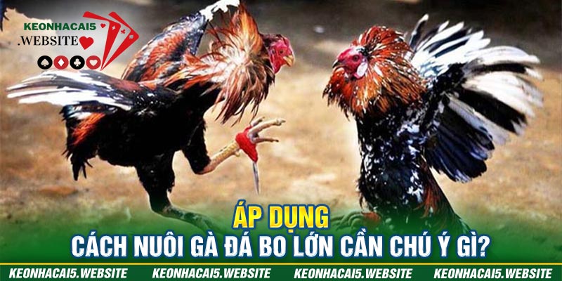 Cách nuôi gà đá bo lớn