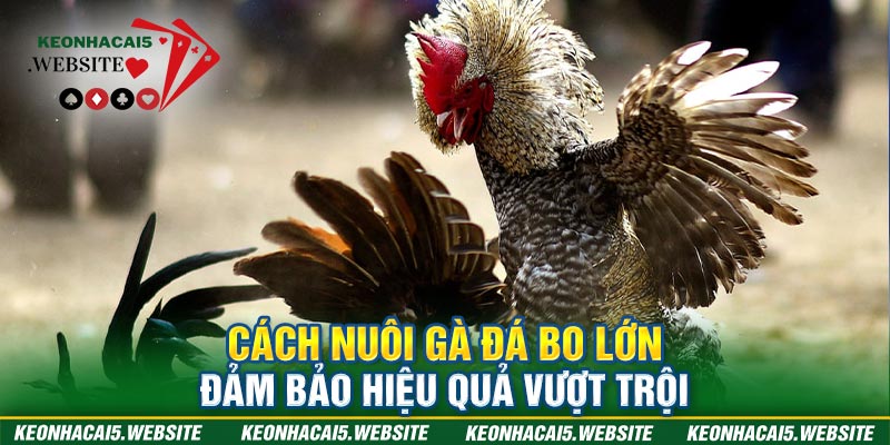 Cách nuôi gà đá bo lớn