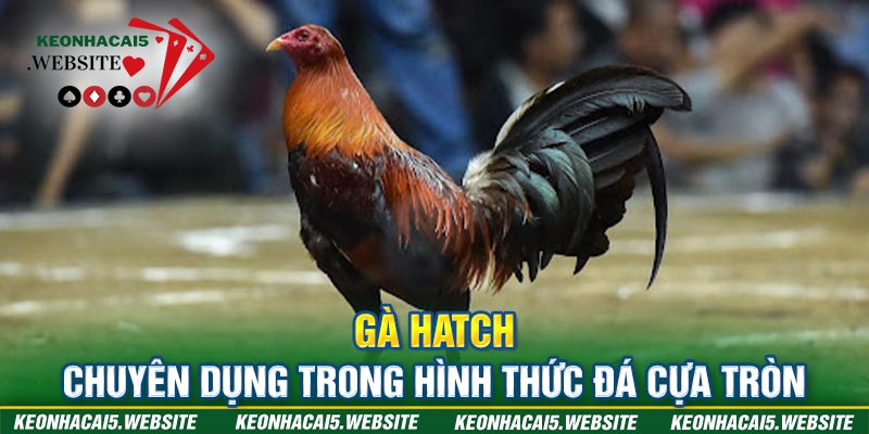 giống gà chọi hay nhất