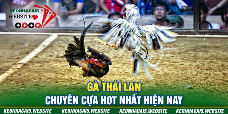 giống gà chọi hay nhất