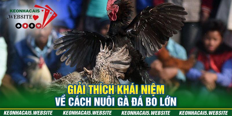 Cách nuôi gà đá bo lớn