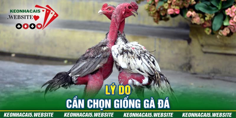 giống gà chọi hay nhất