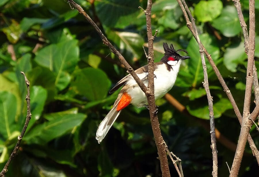 ảnh chào mào