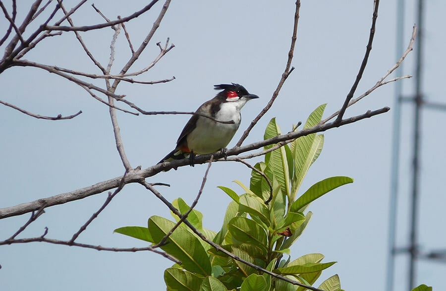 chim chào mào trống