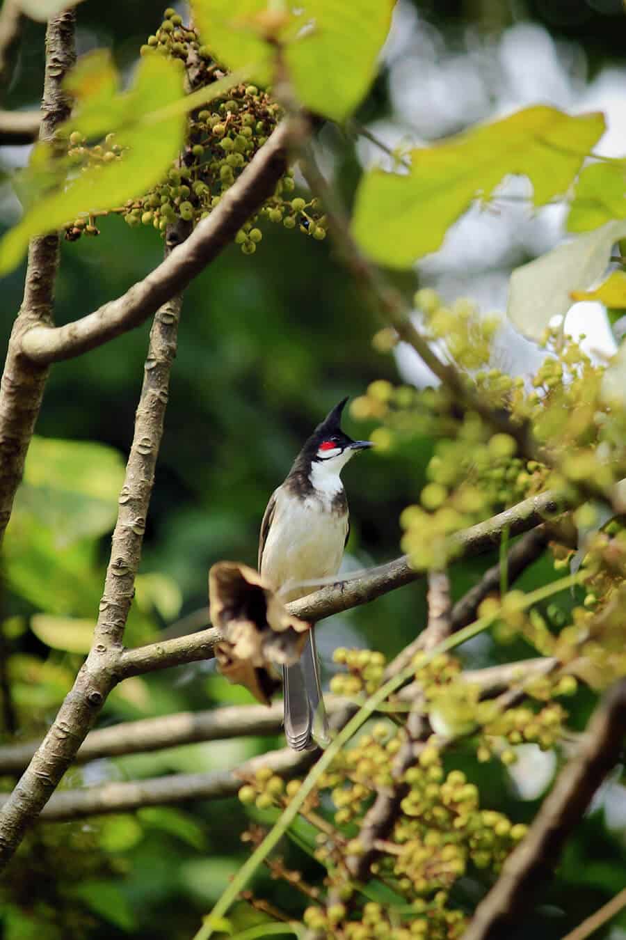 ảnh chim chào mào đẹp