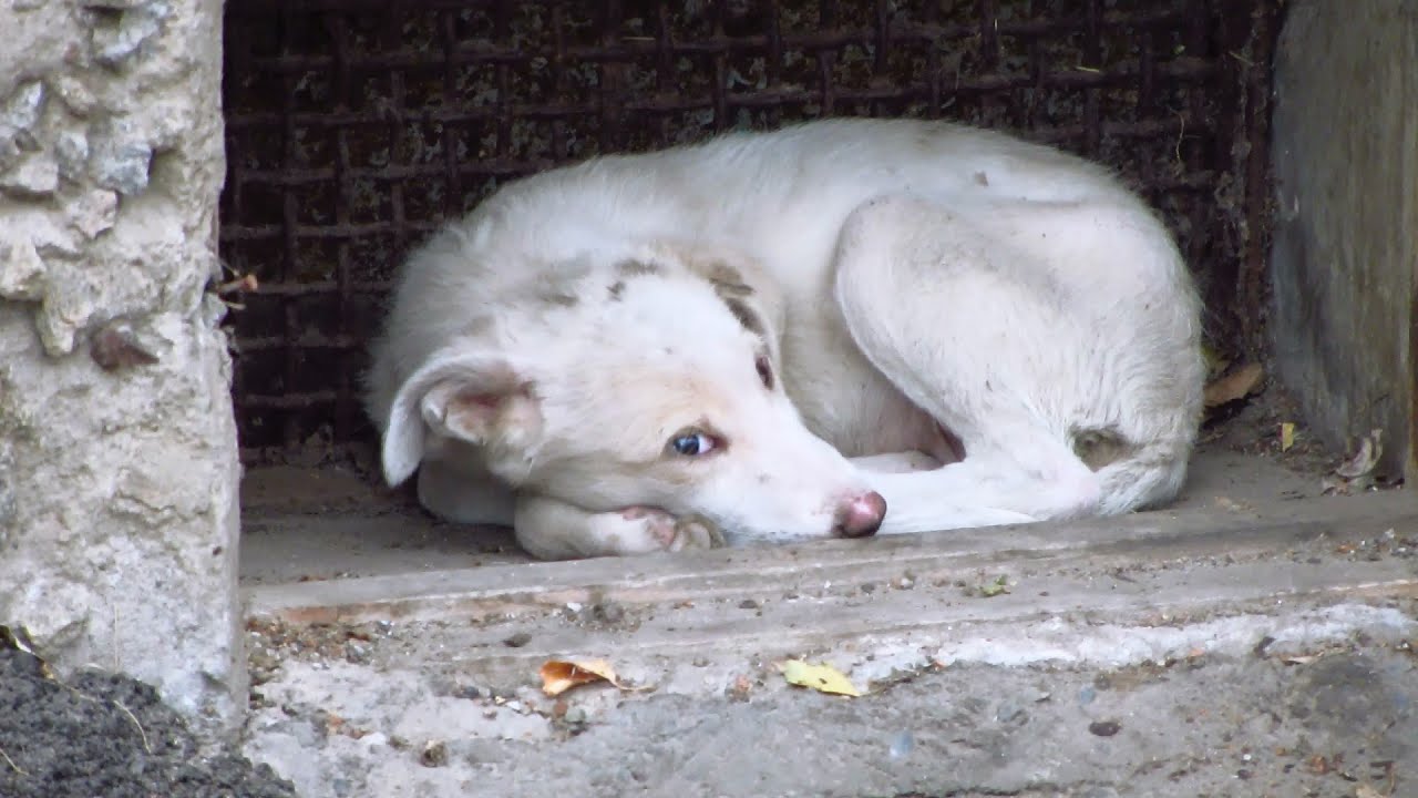 Bức tranh chó buồn đẹp