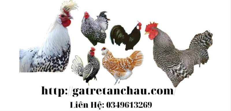 bán gà tre bỉ