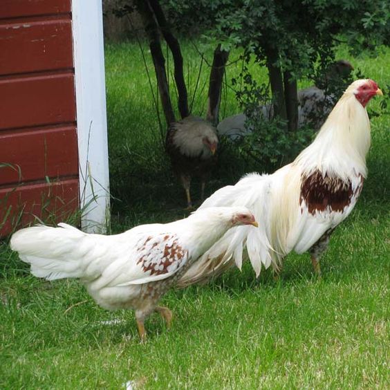 Mua bán Gà Mặt Quỷ Ayam Cemani