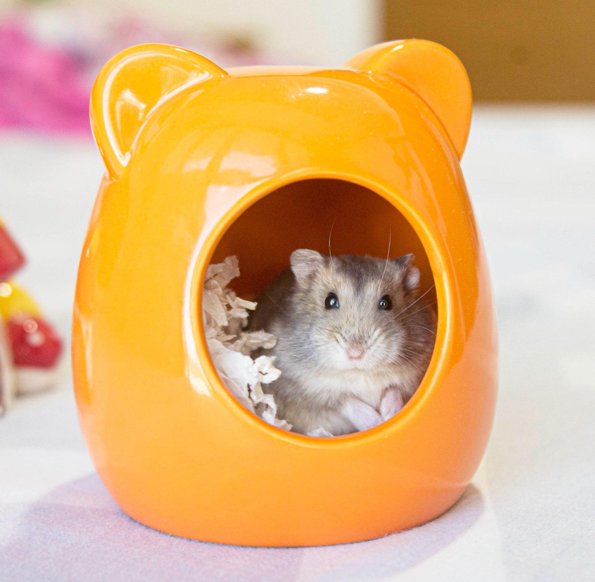 Chuột Hamster - Phân loại, giá bán và cách chăm sóc chuột đẹp khỏe mạnh - 18