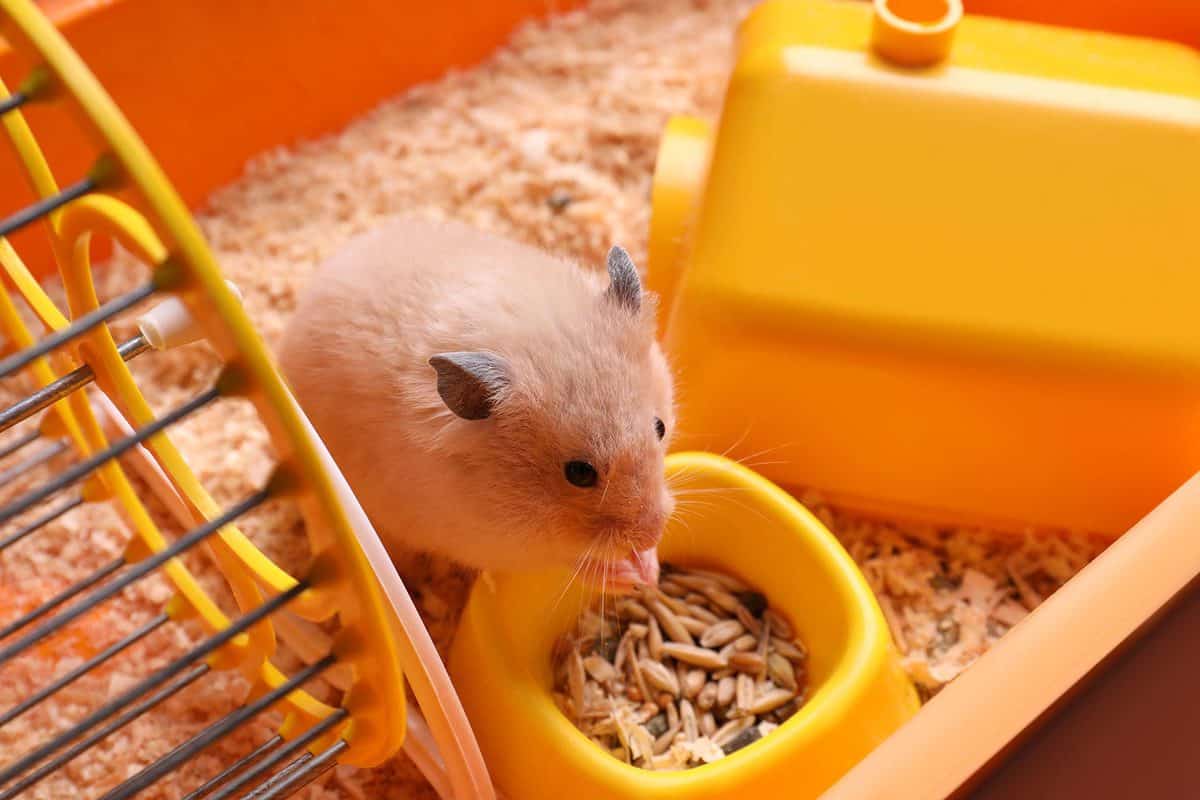 Chuột Hamster - Phân loại, giá bán và cách chăm sóc chuột đẹp khỏe mạnh - 15