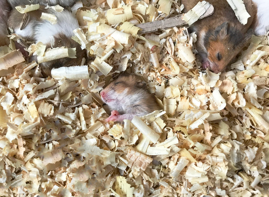 Chuột Hamster - Phân loại, giá bán và cách chăm sóc chuột đẹp khỏe mạnh - 10