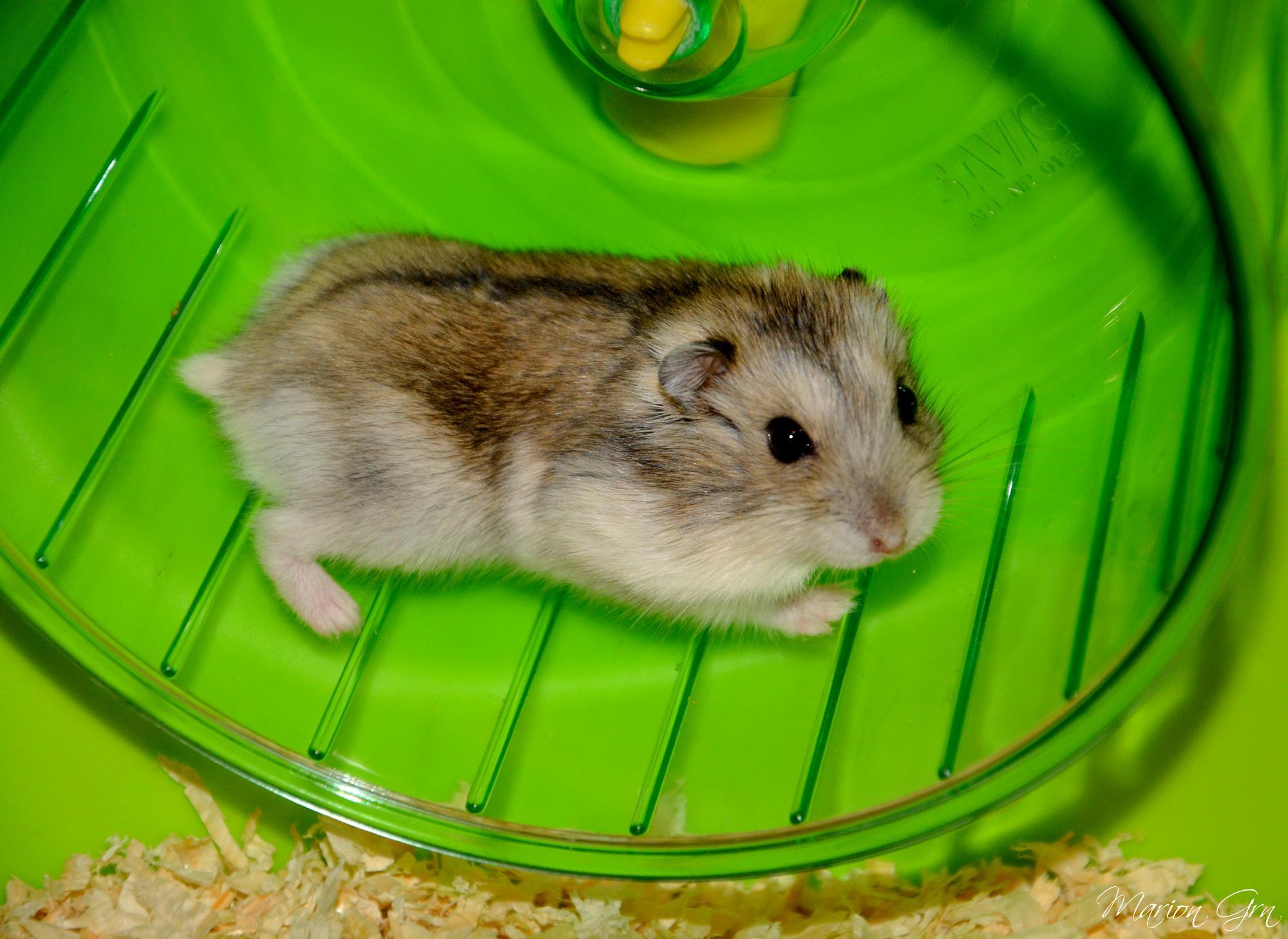 Chuột Hamster - Phân loại, giá bán và cách chăm sóc chuột đẹp khỏe mạnh - 38