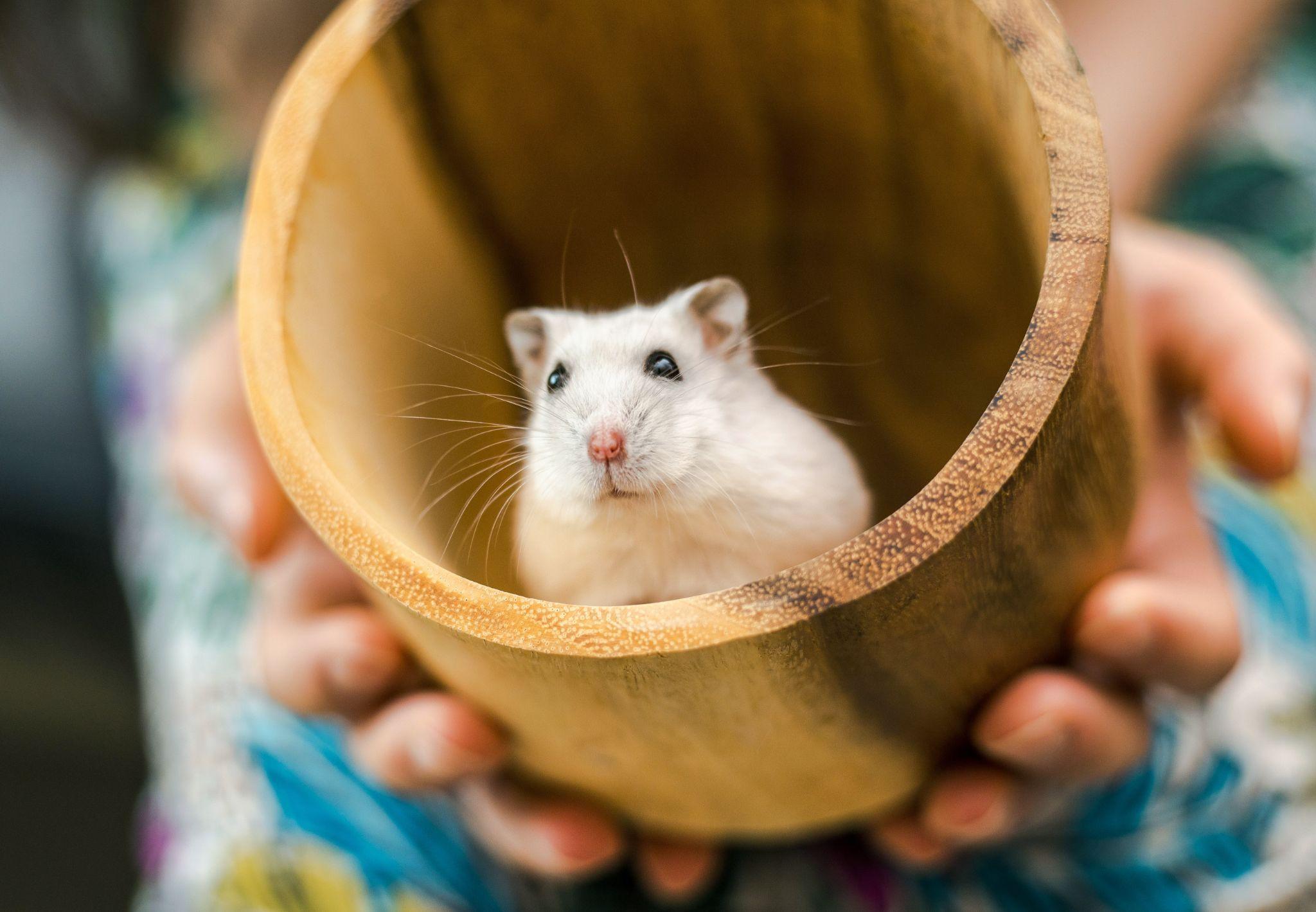 Chuột Hamster - Phân loại, giá bán và cách chăm sóc chuột đẹp khỏe mạnh - 37