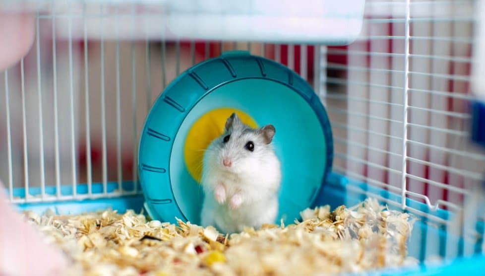 Chuột Hamster - Phân loại, giá bán và cách chăm sóc chuột đẹp khỏe mạnh - 28