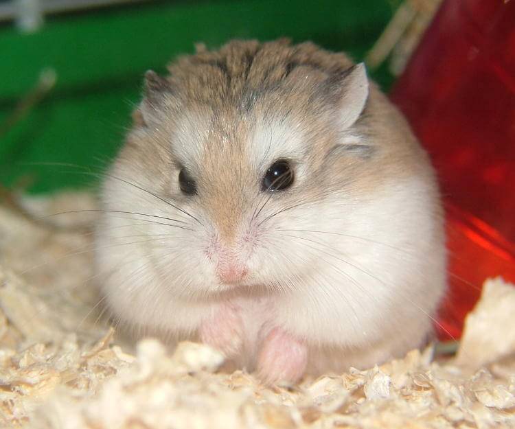 Chuột Hamster - Phân loại, giá bán và cách chăm sóc chuột đẹp khỏe mạnh - 48