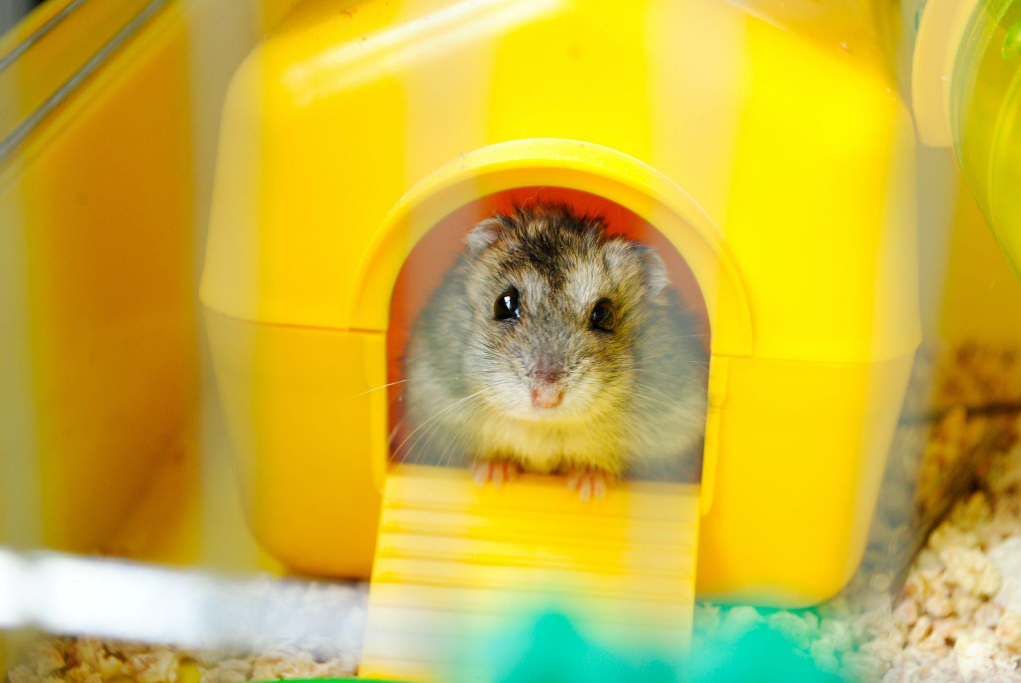 Chuột Hamster - Phân loại, giá bán và cách chăm sóc chuột đẹp khỏe mạnh - 41