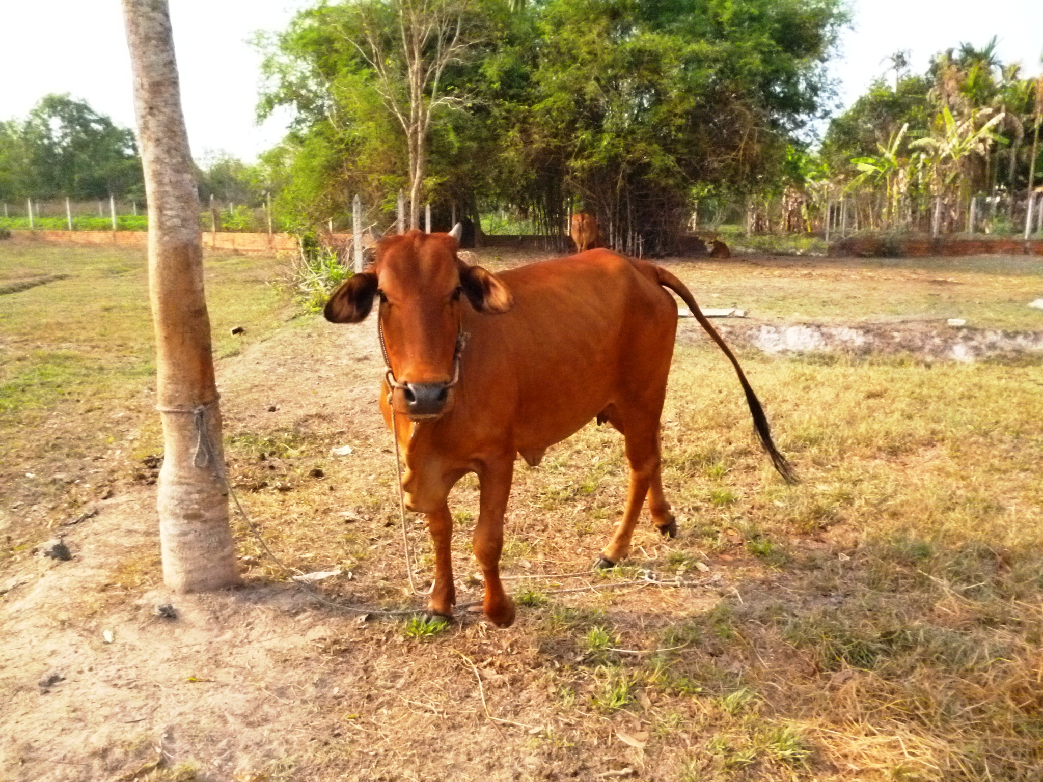 Hình ảnh bò Úc ăn cỏ