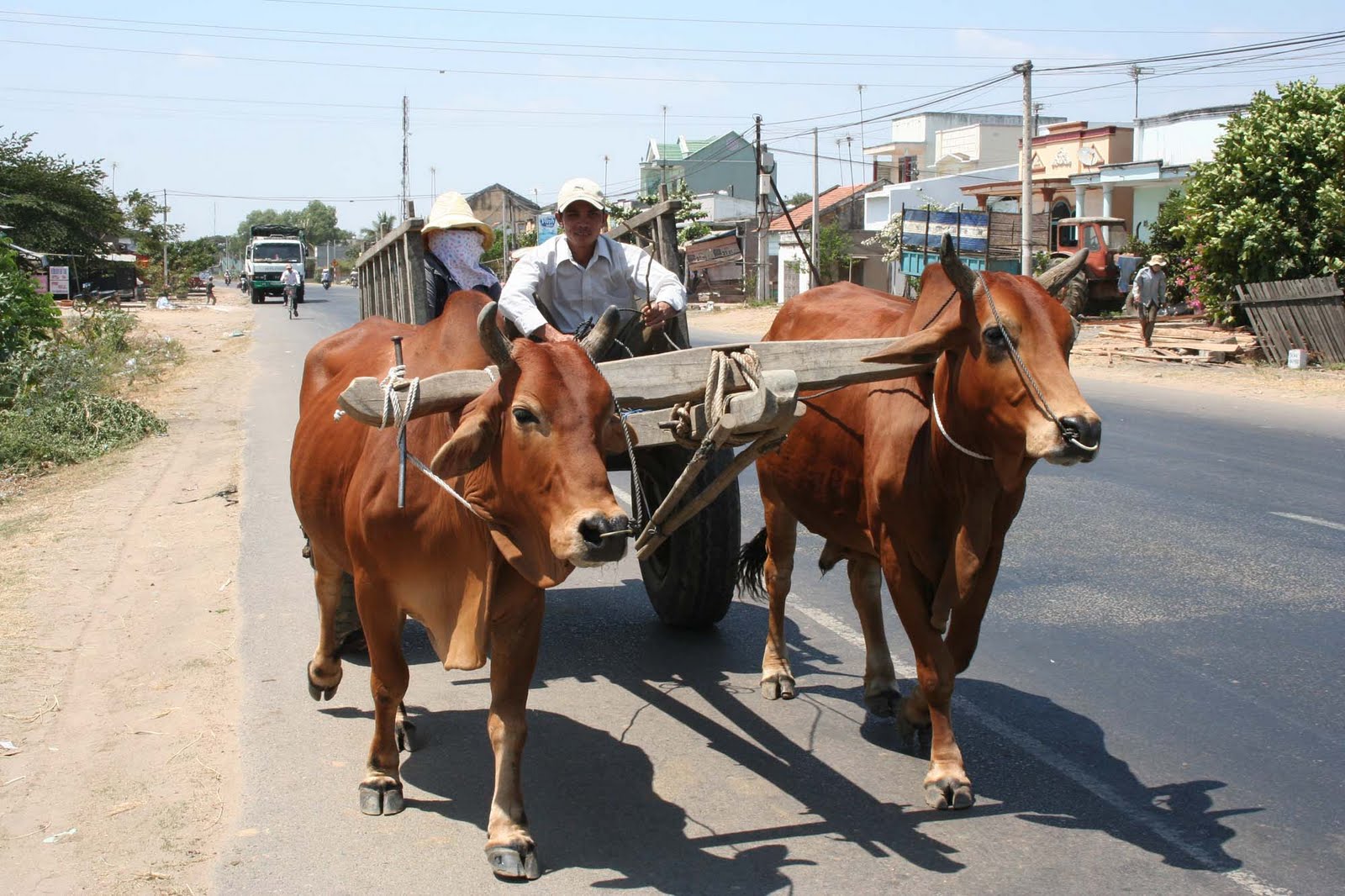 Hình ảnh bò màu trắng đẹp