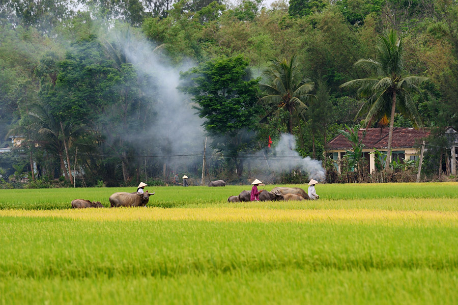 Bức tranh đẹp nhất về quê hương