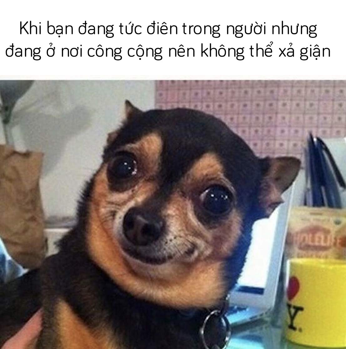 Hình chó hài hước