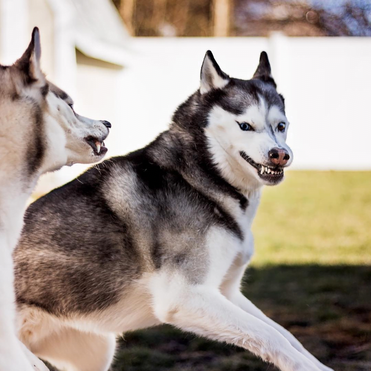 Ảnh chó ngáo Husky hài hước