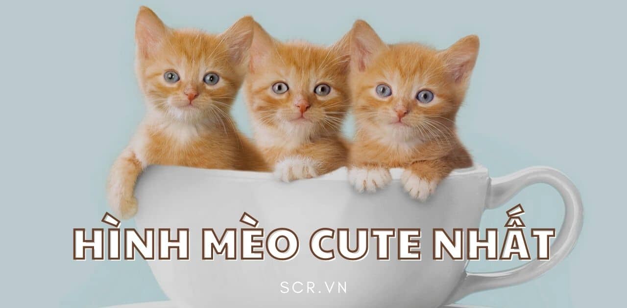 HÌNH MÈO CUTE