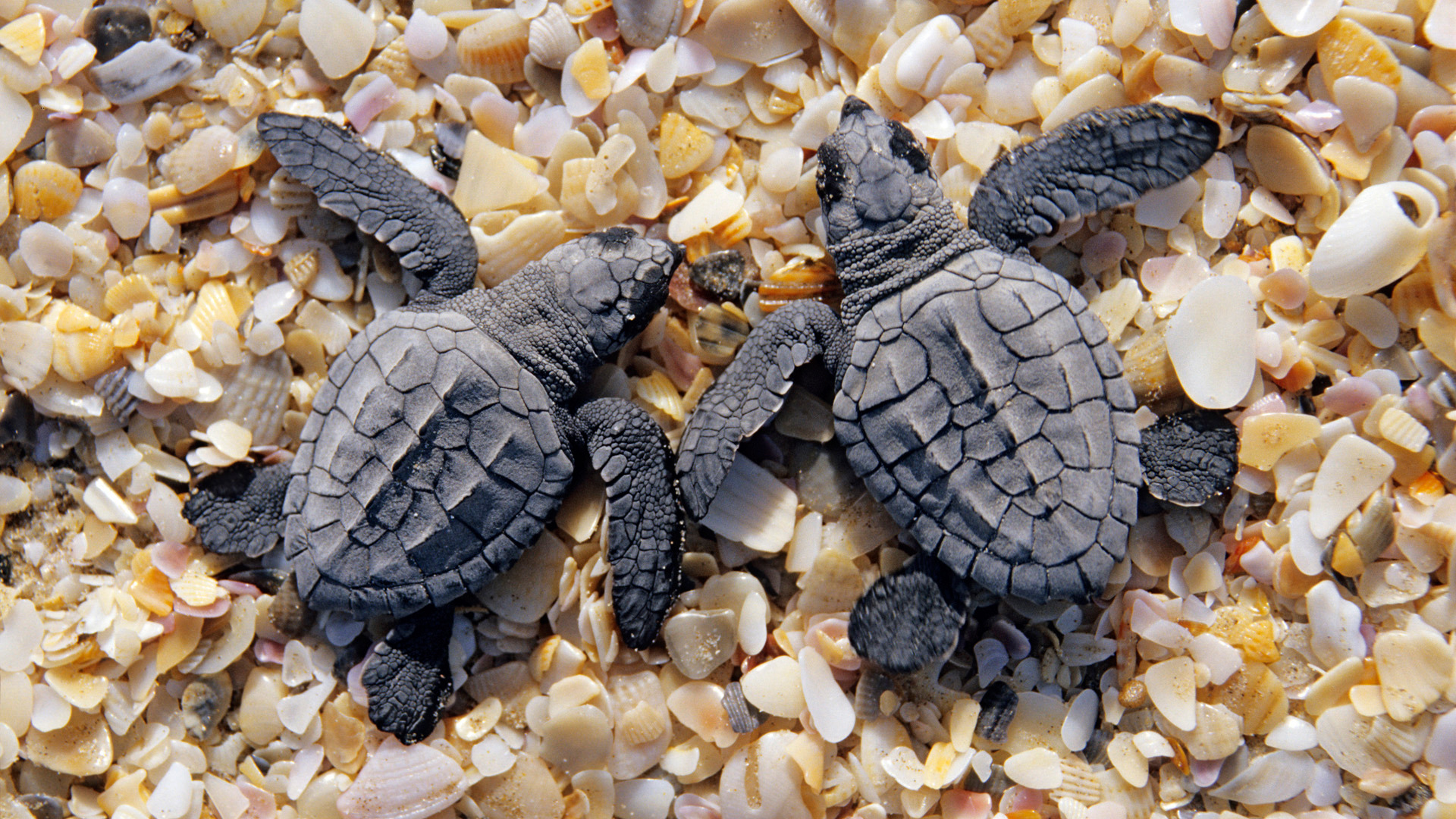 Baby Turtles Wallpaper