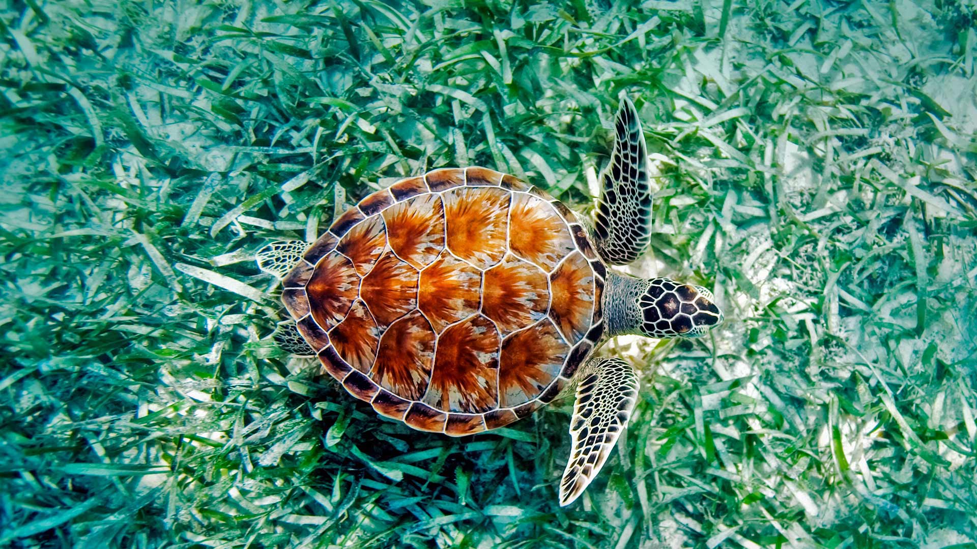 Green Sea Turtle