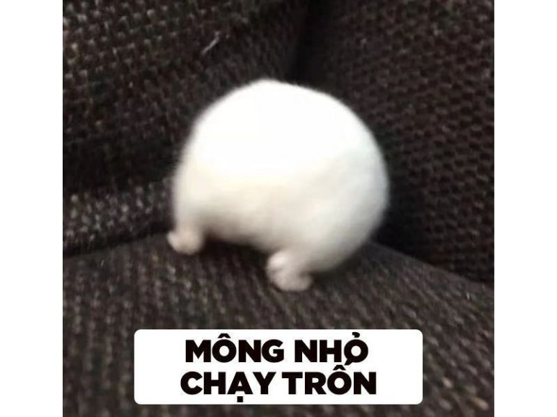 tong-hop-25-anh-meme-hamster-cuc-hai-huoc-1410