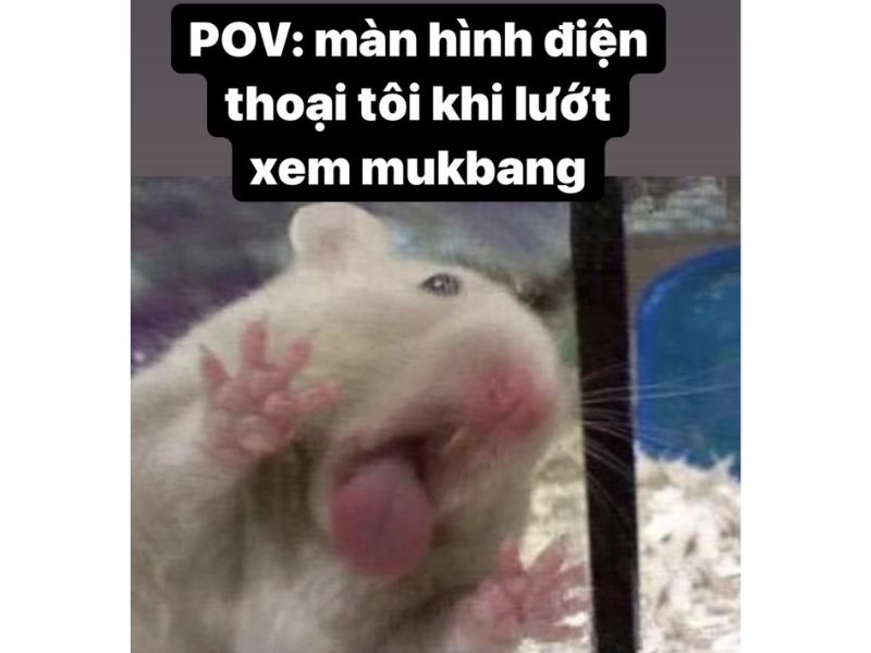 tong-hop-25-anh-meme-hamster-cuc-hai-huoc-1410