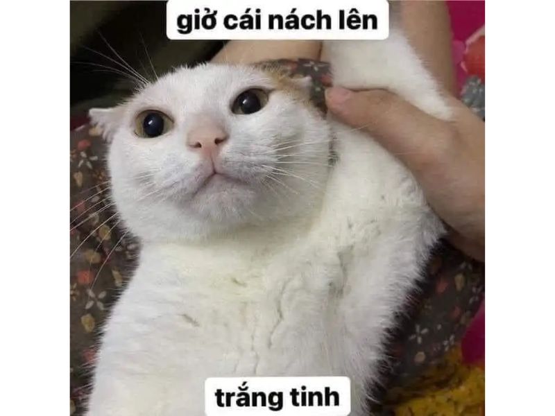 meme-meo-cute-hai-huoc-1297