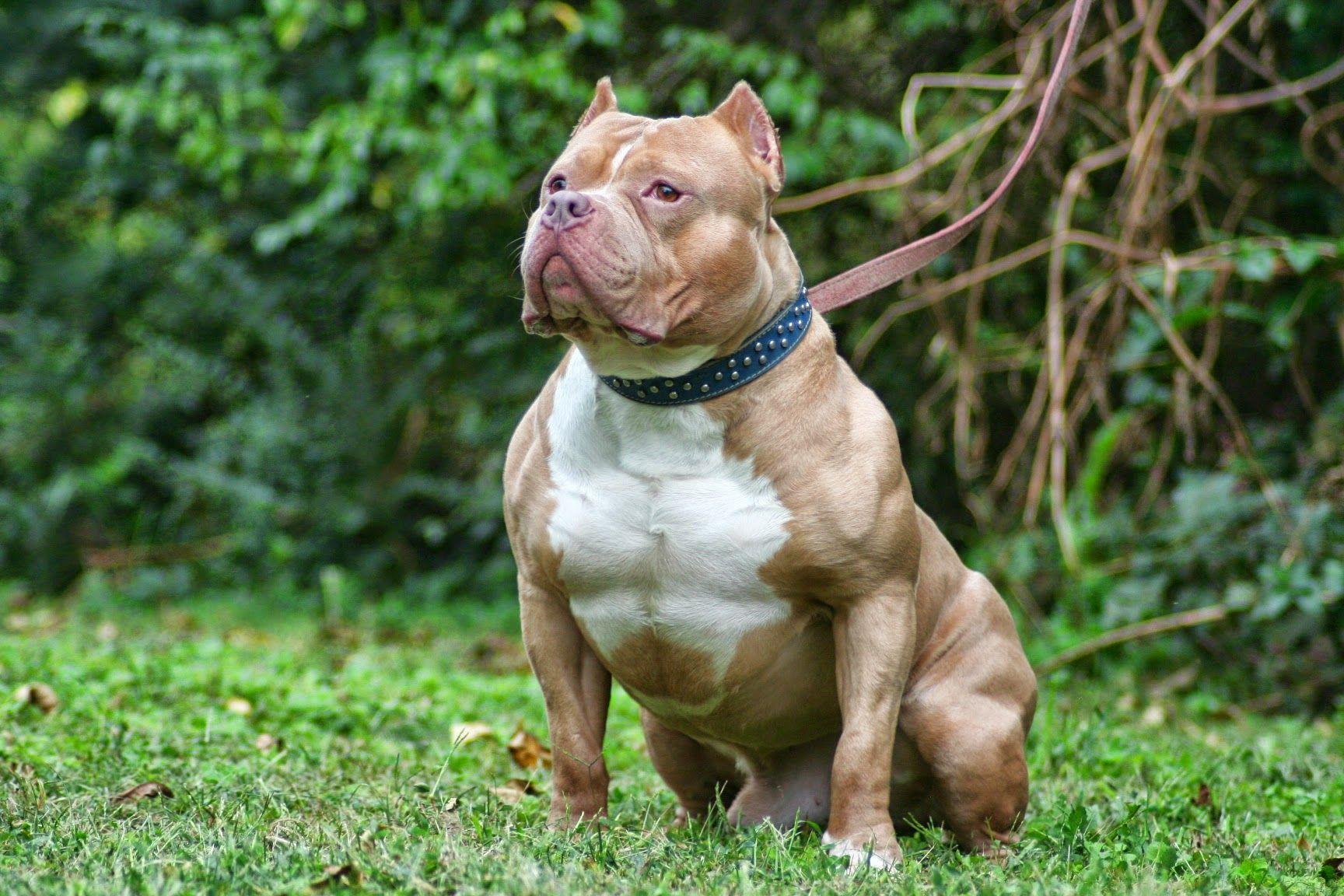 Chú chó Pitbull cơ bắp cuồn cuộn, hình thể lực lưỡng