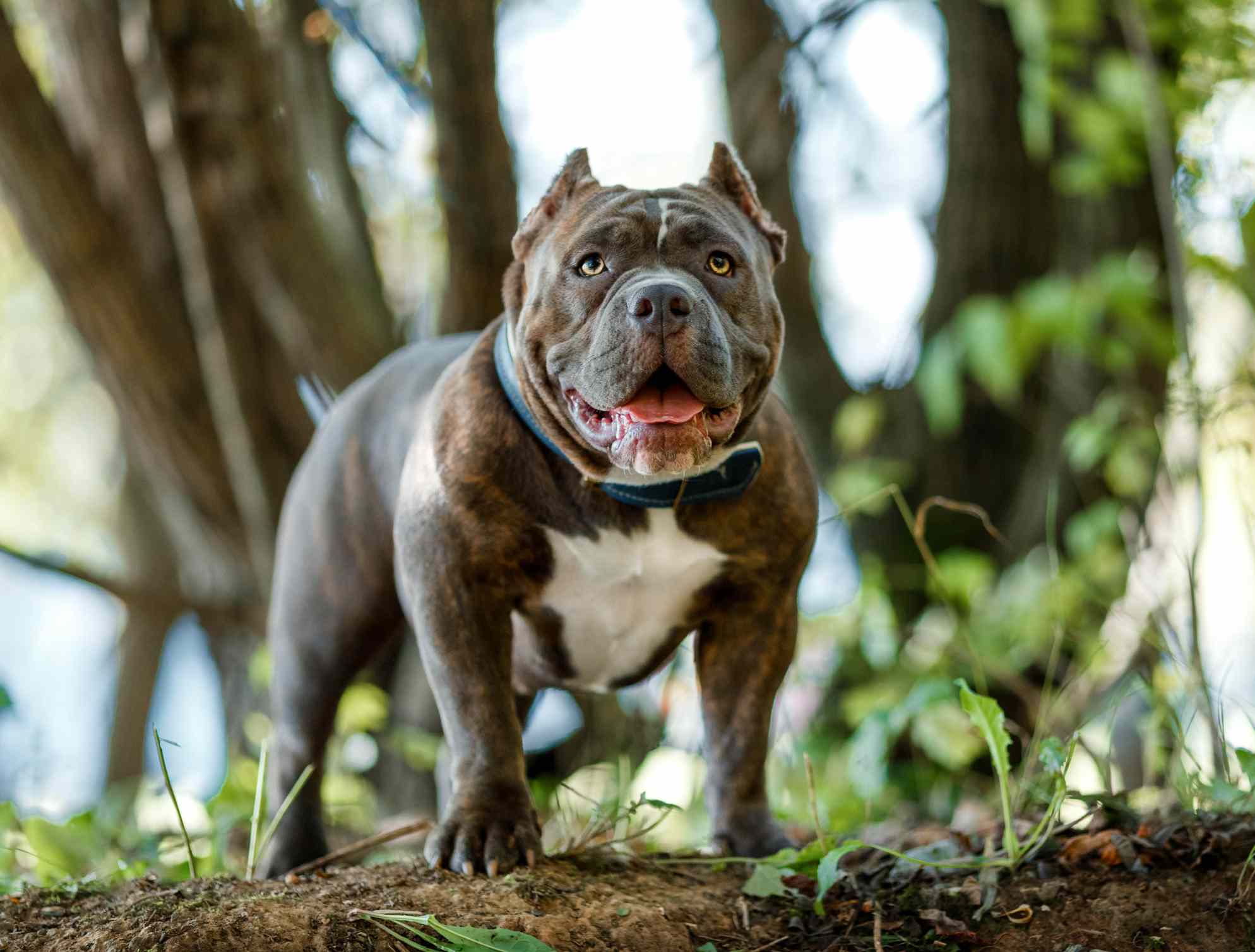 Pitbull sẵn sàng bảo vệ chủ trong những tình huống nguy hiểm nhất