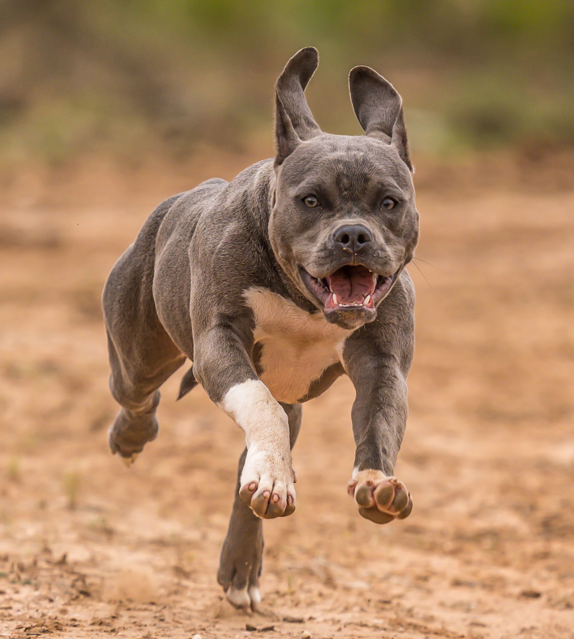 Pitbull cần vận động nhiều để giải phóng năng lượng và bớt hung hăng