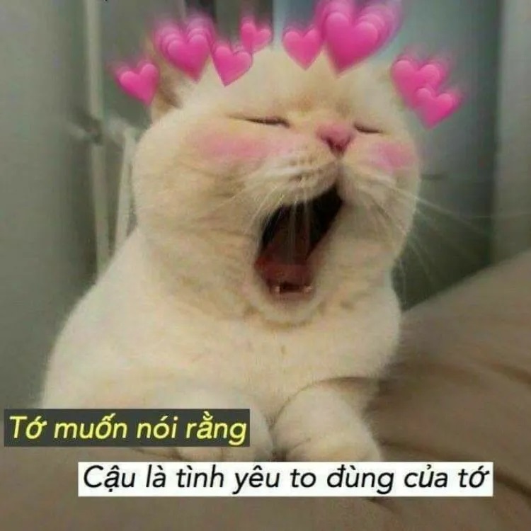 30+ meme tình yêu đẹp, cute, hài hước với biểu cảm đáng yêu