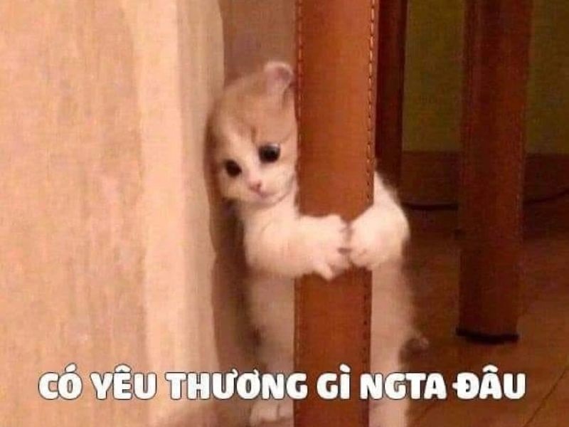 30+ meme tình yêu đẹp, cute, hài hước với biểu cảm đáng yêu