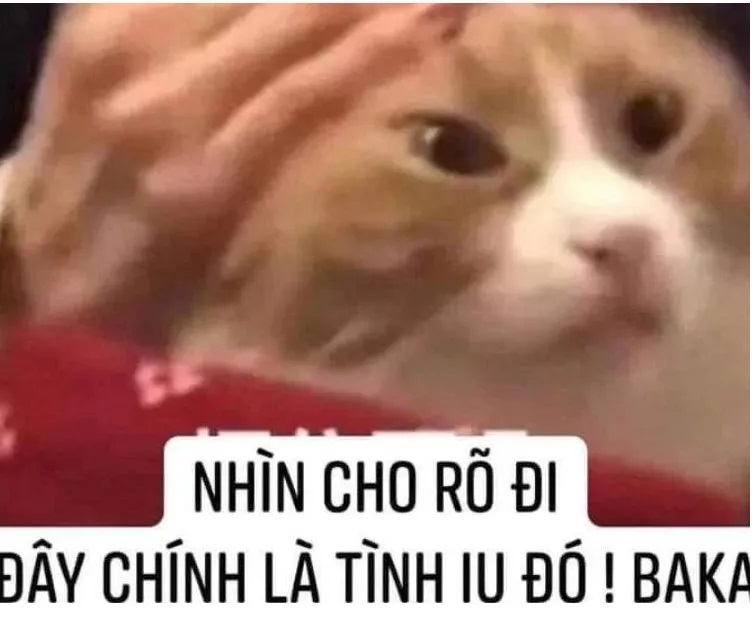 30+ meme tình yêu đẹp, cute, hài hước với biểu cảm đáng yêu