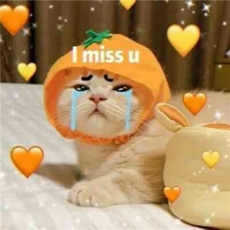 30+ meme tình yêu đẹp, cute, hài hước với biểu cảm đáng yêu