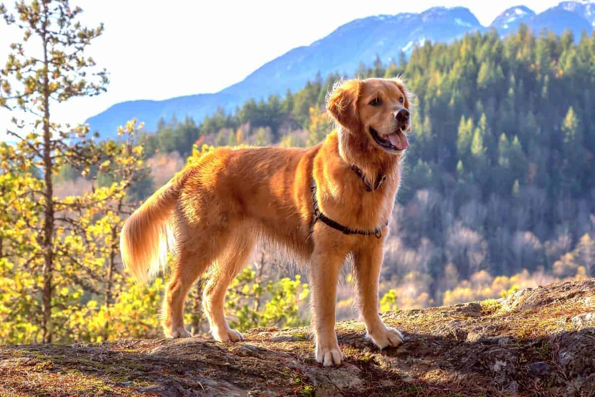 Golden Retriever giống chó thông minh và biết tiết chế cảm xúc - 10