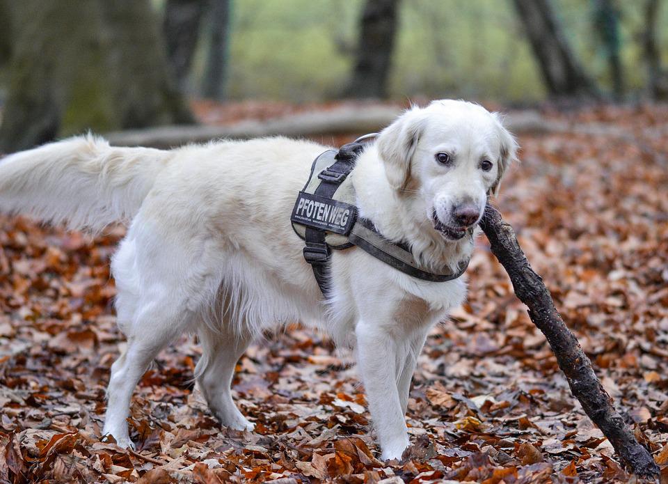 Golden Retriever giống chó thông minh và biết tiết chế cảm xúc - 7