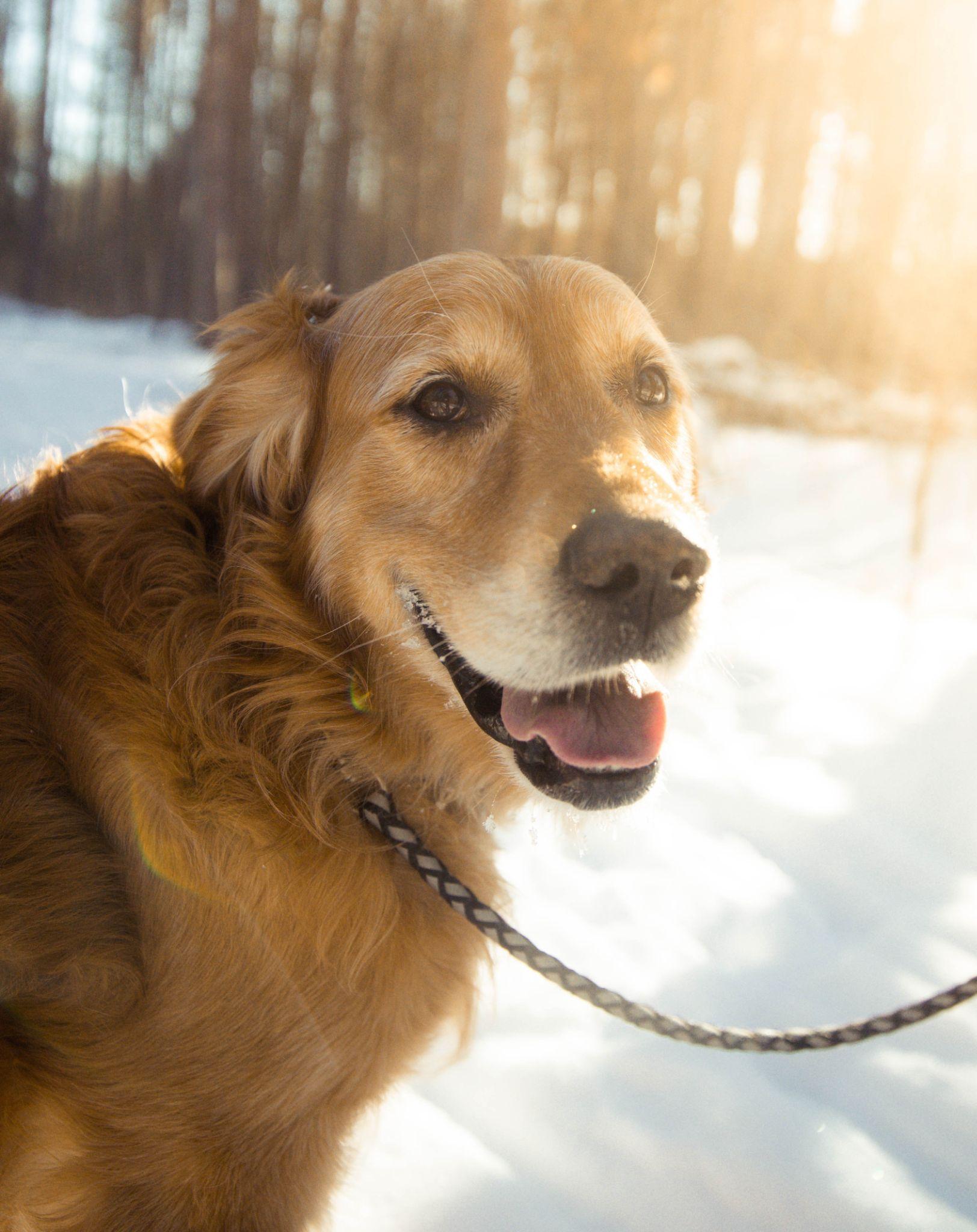 Golden Retriever giống chó thông minh và biết tiết chế cảm xúc - 17