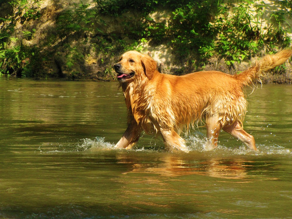 Golden Retriever giống chó thông minh và biết tiết chế cảm xúc - 16