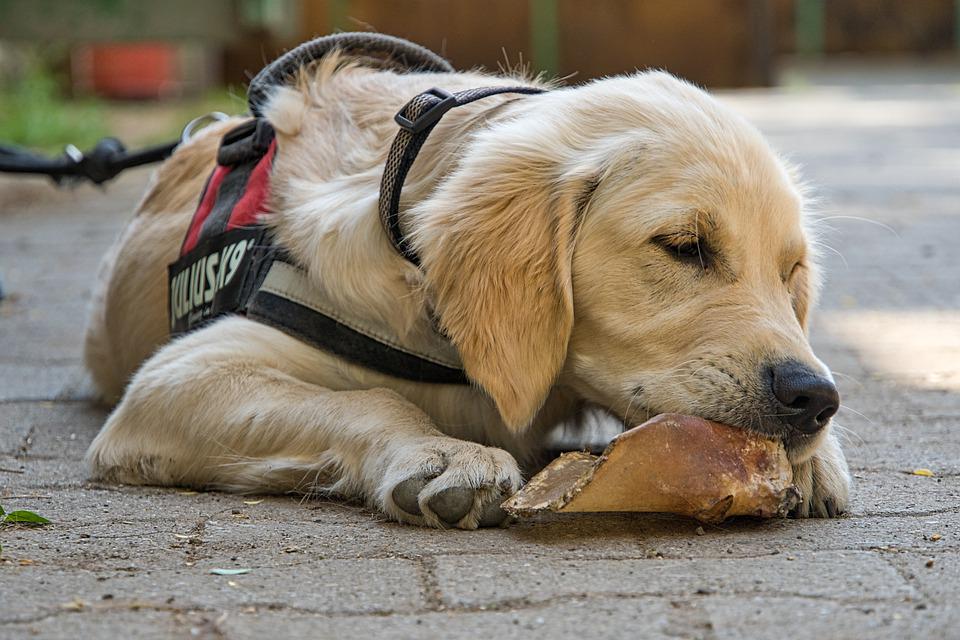 Golden Retriever giống chó thông minh và biết tiết chế cảm xúc - 15