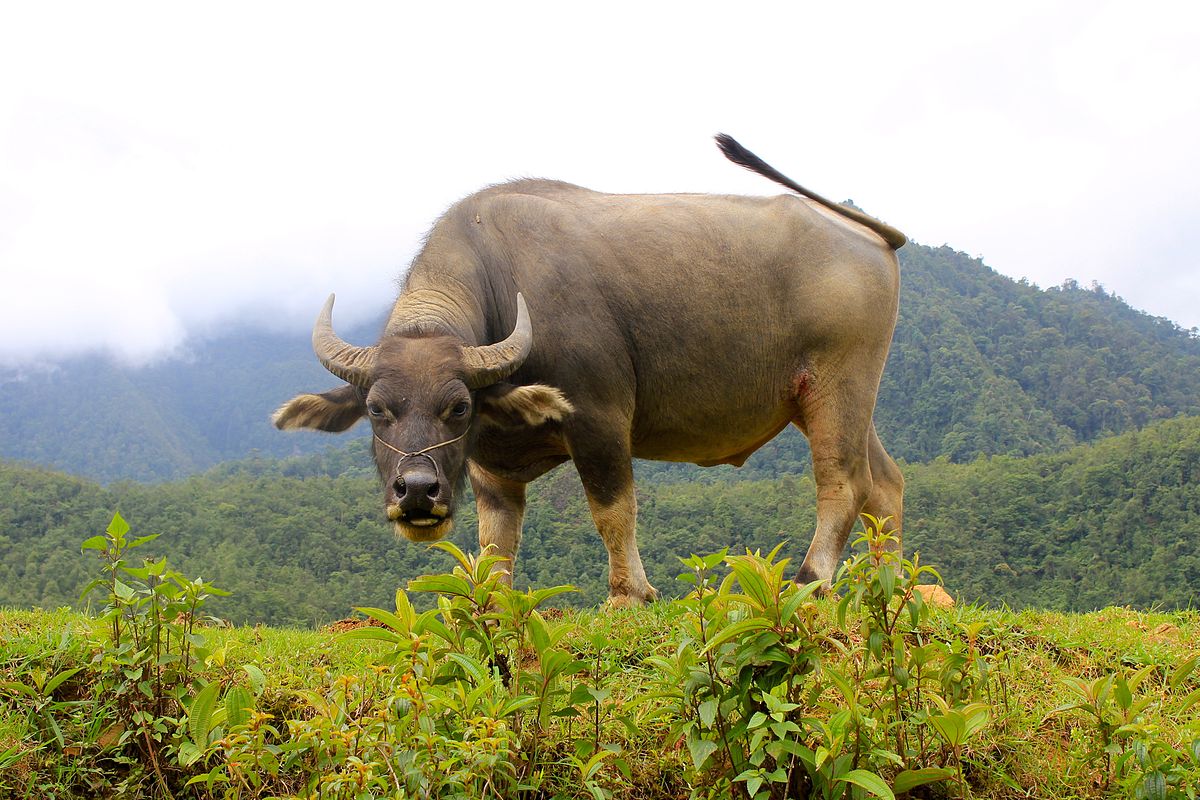 Ảnh con trâu đẹp