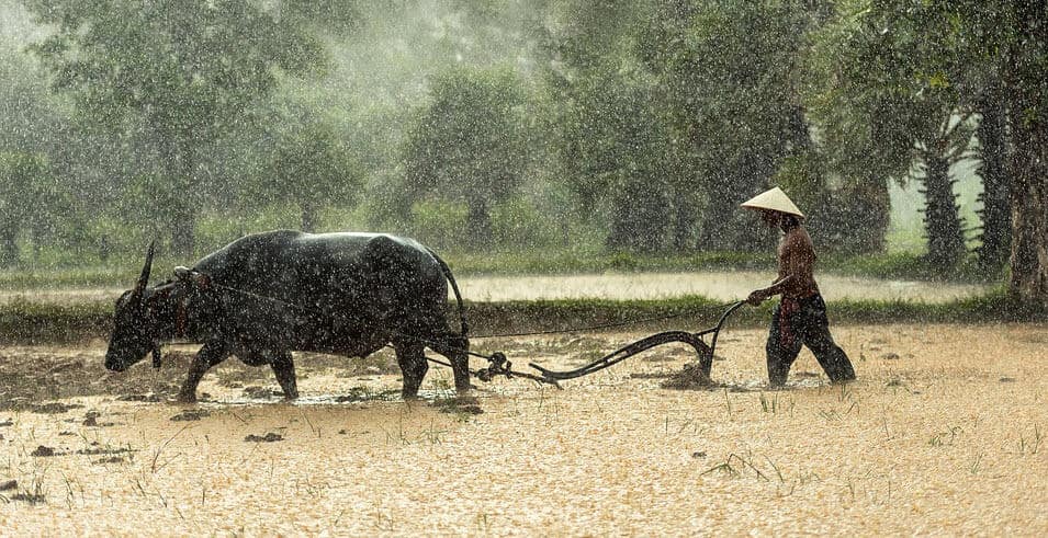 Hình ảnh con trâu đang cày