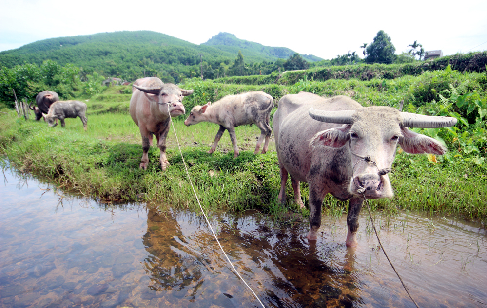 Hình ảnh con trâu trắng