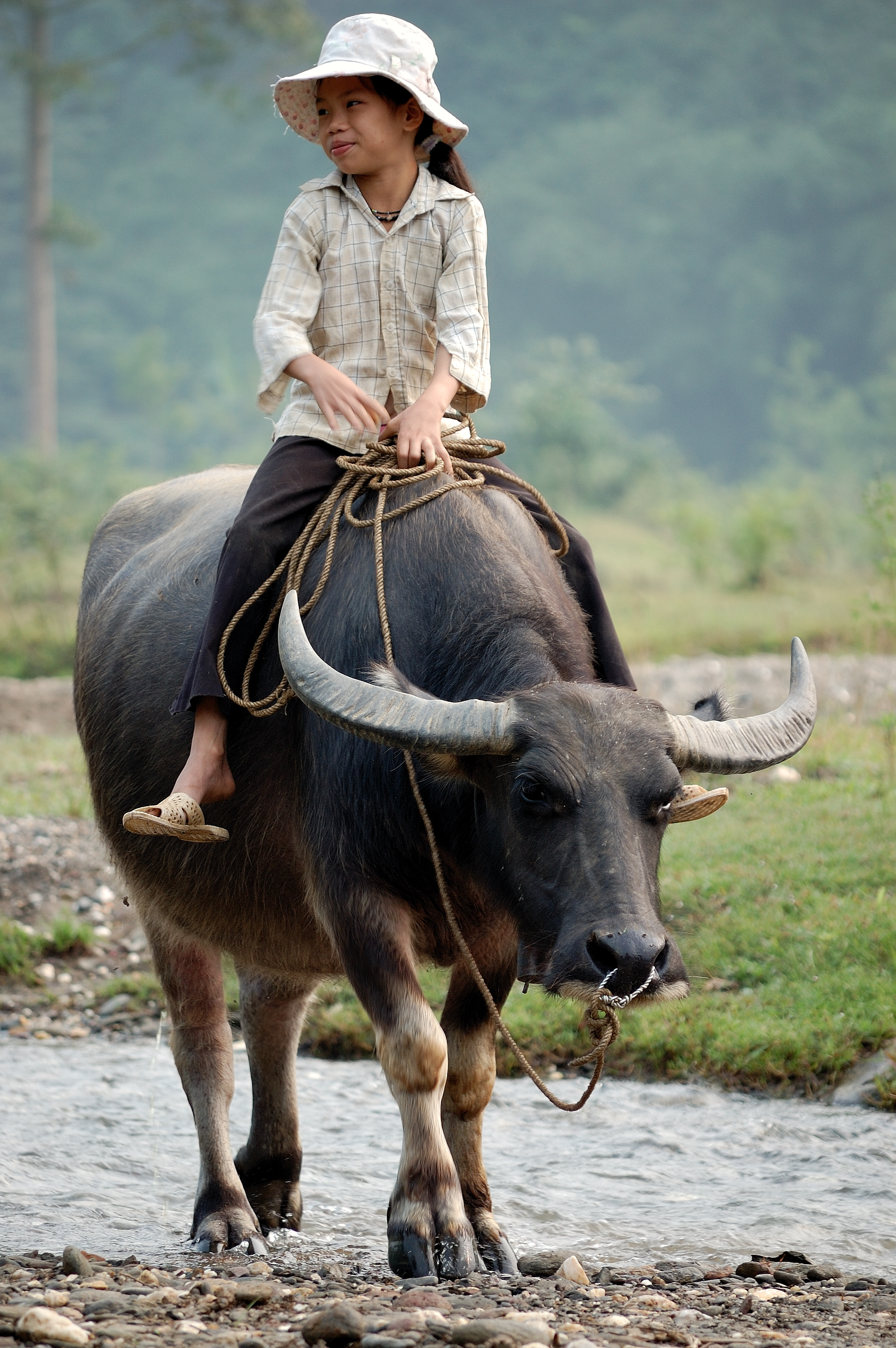 Hình ảnh đi chăn trâu