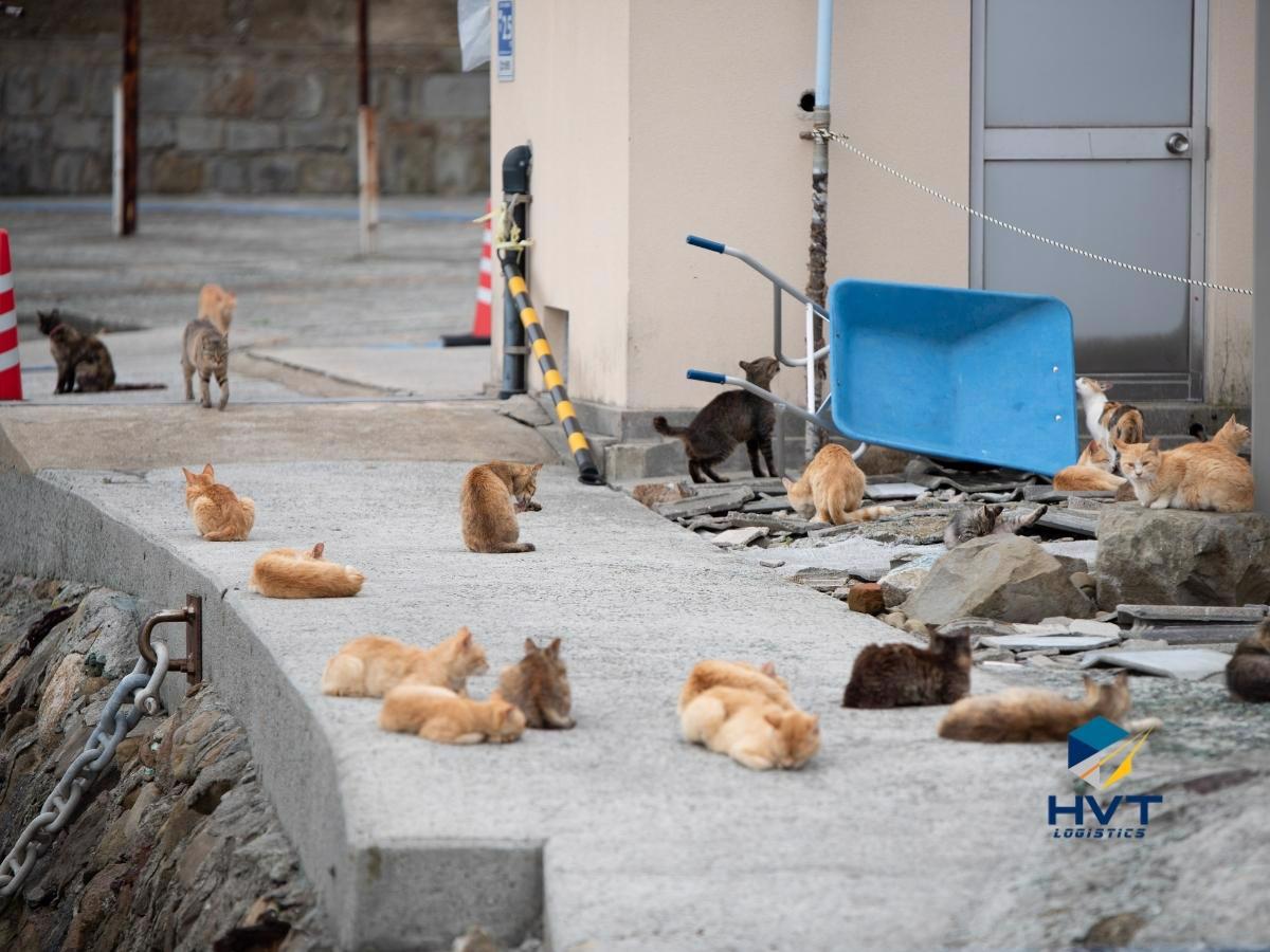 manabe-cat-island