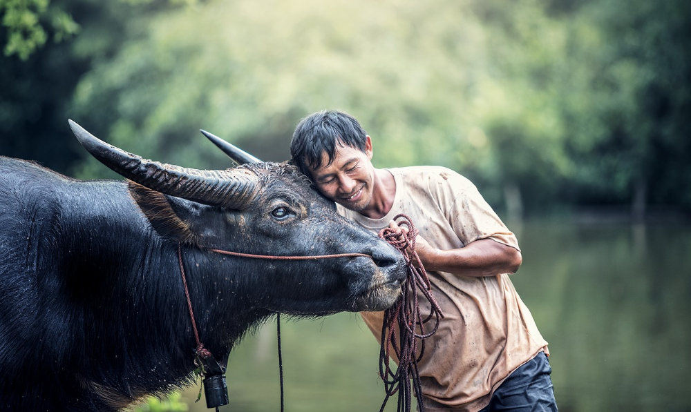 Hình ảnh con trâu và nông dân